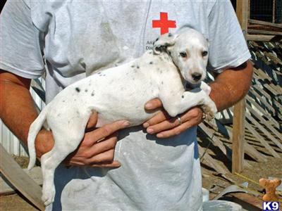 Dalmatian Puppies for Sale