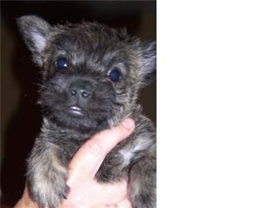Puppies in BRUCETON MILLS
