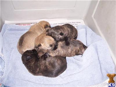 Cairn Terrier Puppies for Sale