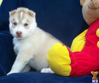 Siberian Husky Puppies for Sale