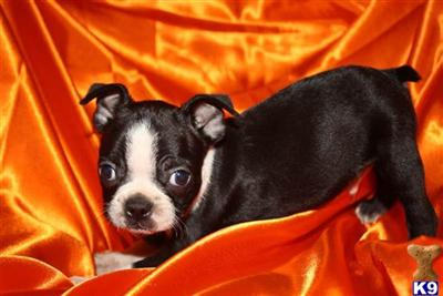 Puppies in MO