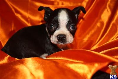 Puppies in MO