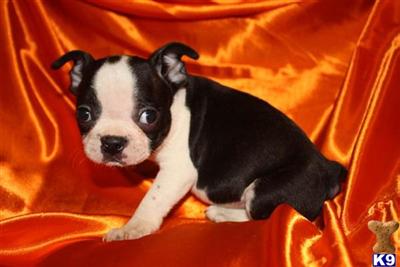 Puppies in MO