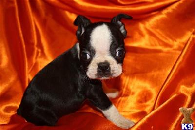 Puppies in MO