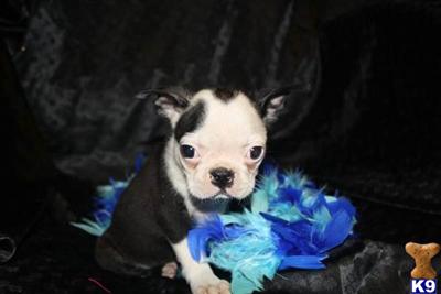 Puppies in MO