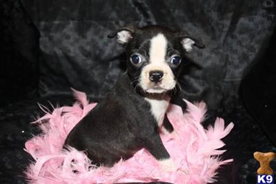 Puppies in MO