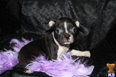 Puppies in MO