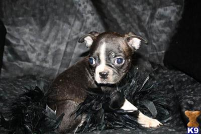 Puppies in MO