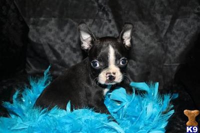 Puppies in MO