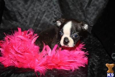 Puppies in MO