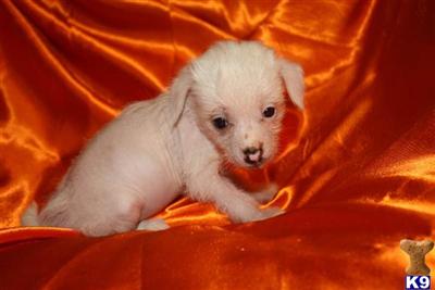 Puppies in MO