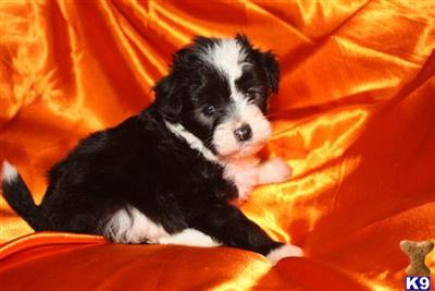 Puppies in MO