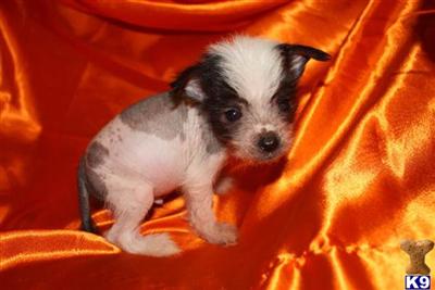 Puppies in MO