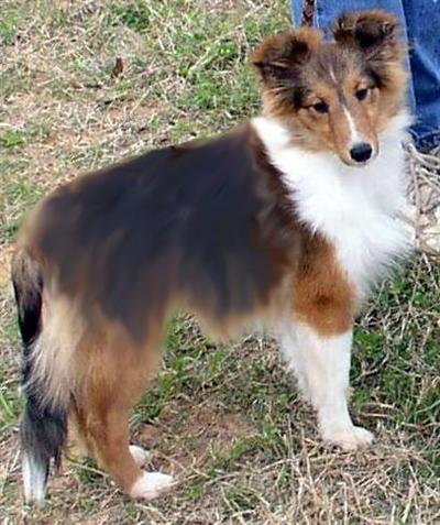 Dogs for Sale in AL