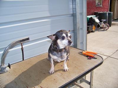 Dogs for Sale in OH