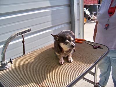 Dogs for Sale in OH