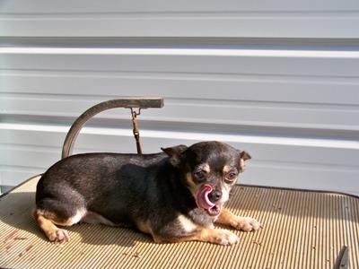 Dogs for Sale in OH