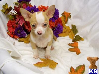 Chihuahua Puppies for Sale