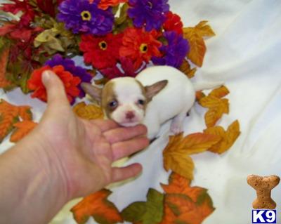 Chihuahua Puppies for Sale