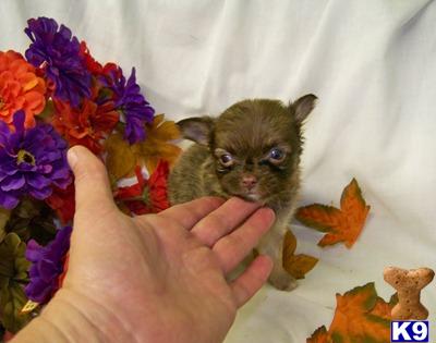 Chihuahua Puppies for Sale