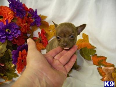 Puppies in OH