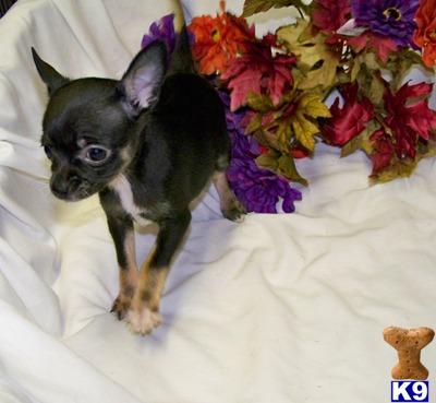 Chihuahua Puppies for Sale