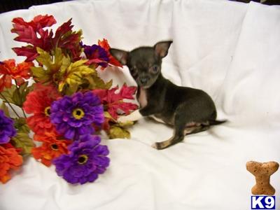 Chihuahua Puppies for Sale