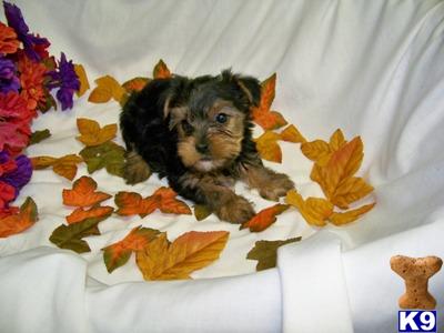 Puppies for Sale