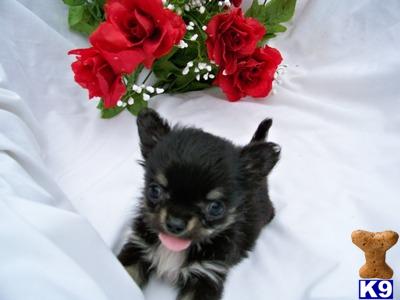 Puppies in OH