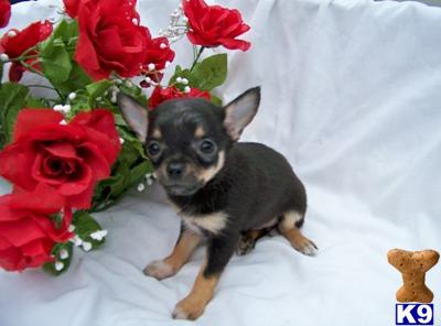 Puppies in OH