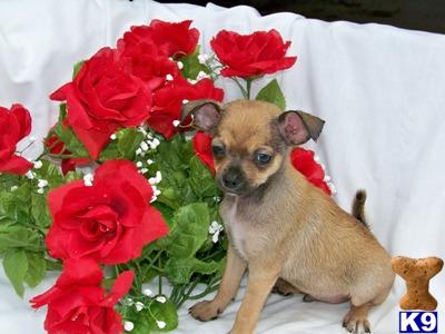 Puppies in OH