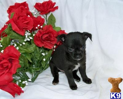 Puppies in OH