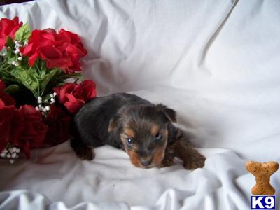 Puppies in OH