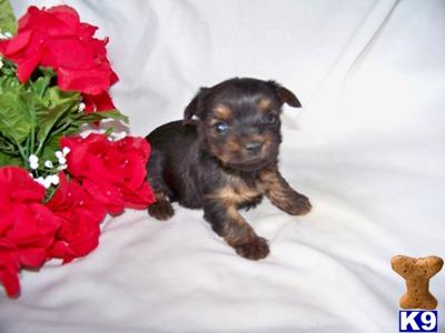 Puppies in OH