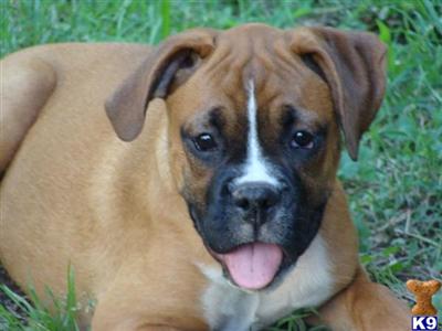 Dogs for Sale