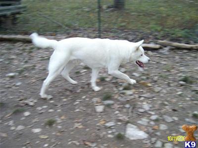 Dogs for Sale