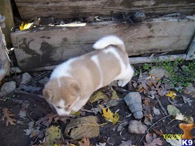 Puppies in MO