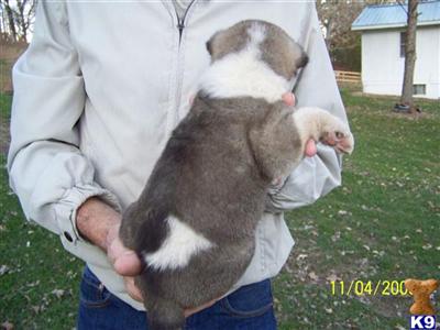 Akita Puppies for Sale