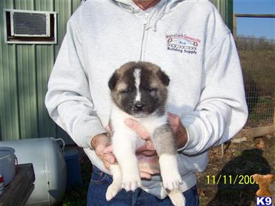 Akita Puppies for Sale