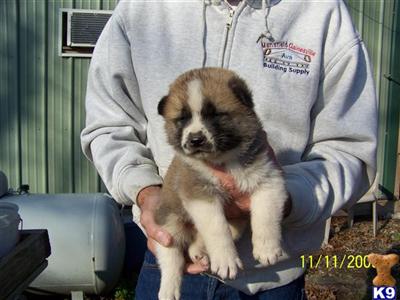 Akita Puppies for Sale