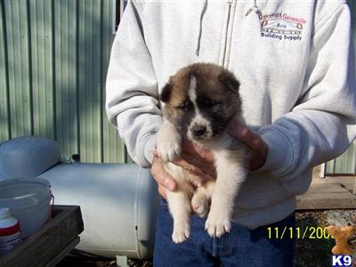 Akita Puppies for Sale
