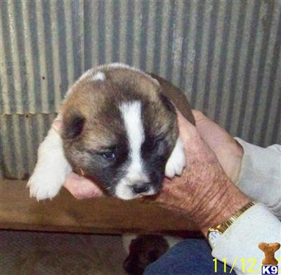 Akita Puppies for Sale
