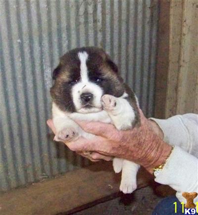 Akita Puppies for Sale