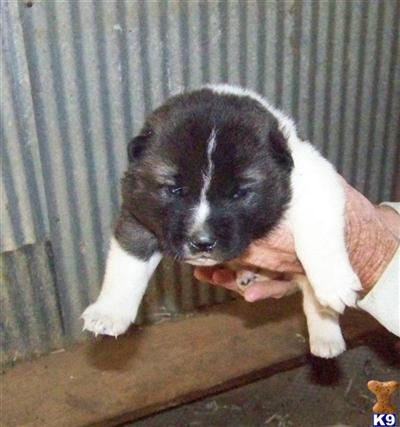 Akita Puppies for Sale