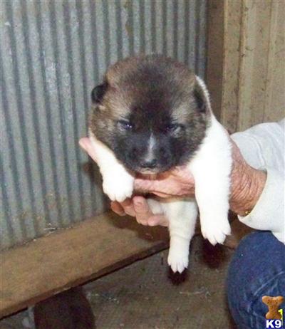 Akita Puppies for Sale