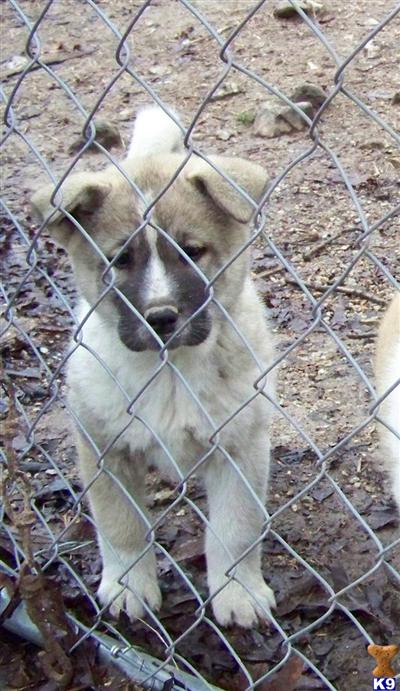 Akita Puppies for Sale