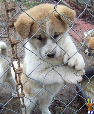 Akita Puppies for Sale