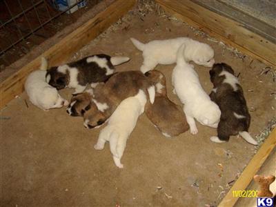 Puppies in MO