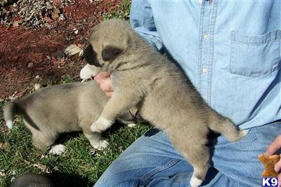 Puppies in MO