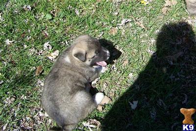 Puppies in MO